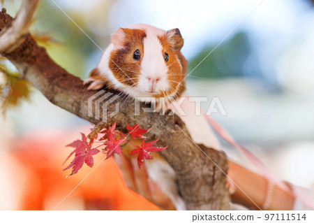 Pet guinea pig 97111514