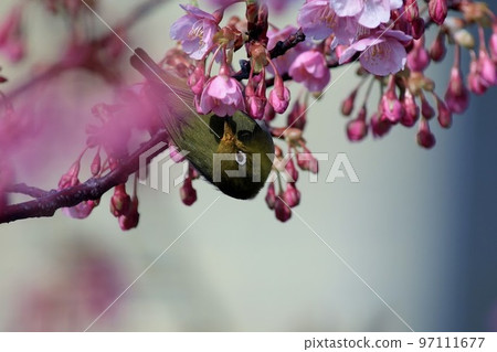 在櫻桃樹的一棵櫻桃樹 97111677