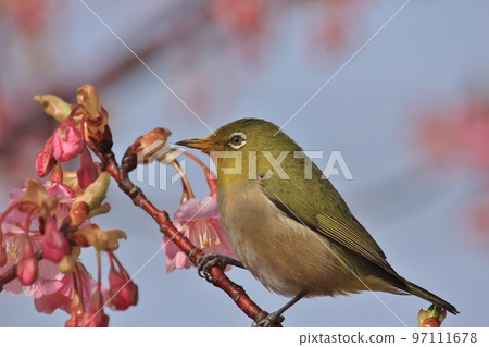 在櫻桃樹的一棵櫻桃樹 97111678