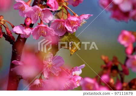 在櫻桃樹的一棵櫻桃樹 97111679