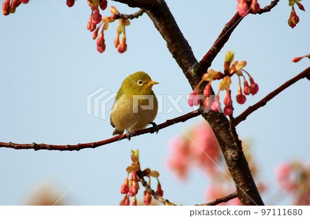 在櫻桃樹的一棵櫻桃樹 97111680