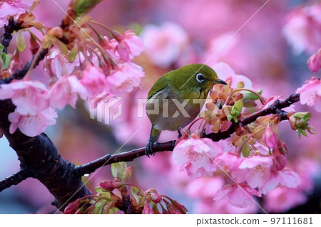 A cherry tree on the cherry tree A cherry tree on the cherry tree 97111681