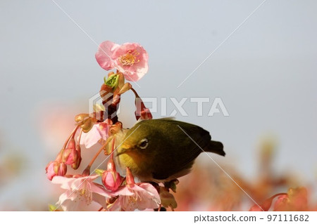 A cherry tree on the cherry tree 97111682
