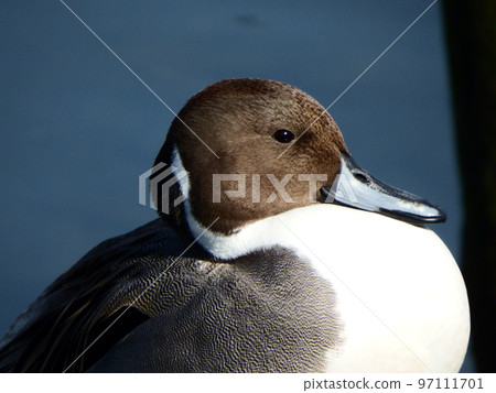 Northern pintail bird long-tailed duck Scientific name: Anas acuta 97111701