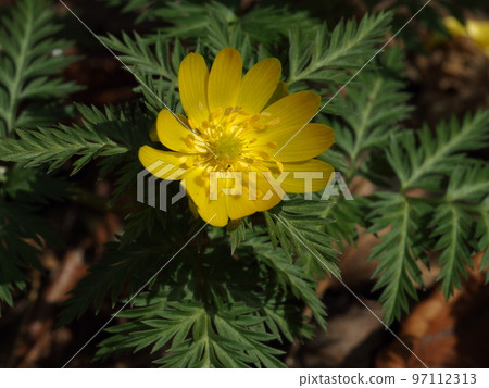 Shikoku Fukujusou Flower Shikoku Adonis 97112313