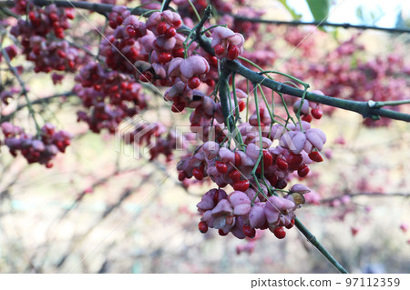 Mayumi fruit 97112359