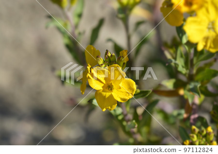 Wallflower 97112824
