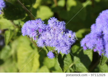 Floss Flower Floss Flower 97112826