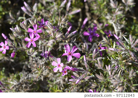 Creeping Phlox Atropurpurea Creeping Phlox Atropurpurea 97112843
