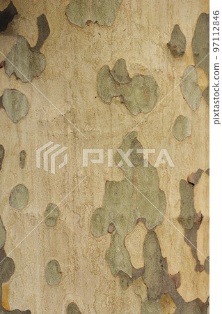London plane London plane 97112846