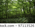 Nicolai Bergmann Hakone Gardens, Vibrant Green Forest 97113526