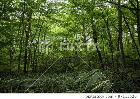 Nicolai Bergmann Hakone Gardens, Vibrant Green Forest Nicolai Bergmann Hakone Gardens, Vibrant Green Forest 97113526