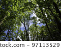 Nicolai Bergmann Hakone Gardens, Vibrant Green Forest 97113529