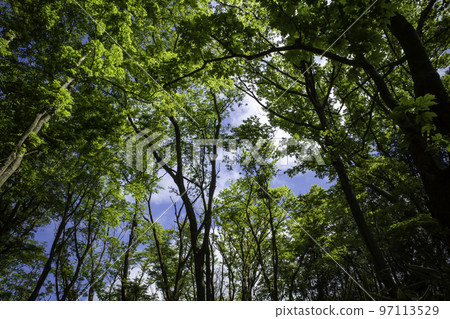 Nicolai Bergmann Hakone Gardens, Vibrant Green Forest Nicolai Bergmann Hakone Gardens, Vibrant Green Forest 97113529