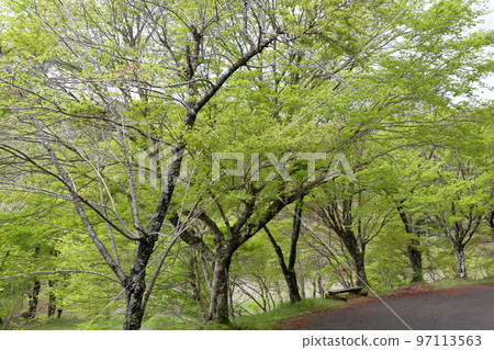 春天新綠美麗的濕地(愛知縣豐田市三河市高戶屋濕地) 春天新綠美麗的濕地(愛知縣豐田市三河市高戶屋濕地) 97113563