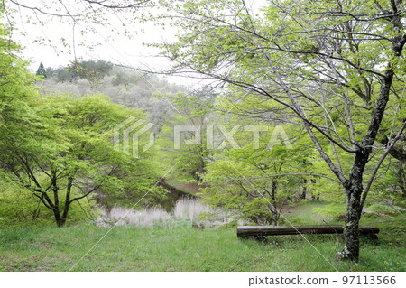 春天新綠美麗的濕地(愛知縣豐田市三河市高戶屋濕地) 春天新綠美麗的濕地(愛知縣豐田市三河市高戶屋濕地) 97113566