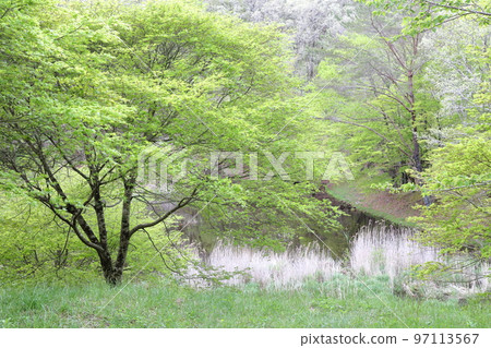 春天新綠美麗的濕地（愛知縣豐田市三河市高戶屋濕地） 97113567