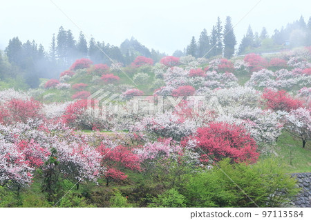 花桃之鄉（長野縣阿智村月川溫泉鄉花桃之鄉） 97113584