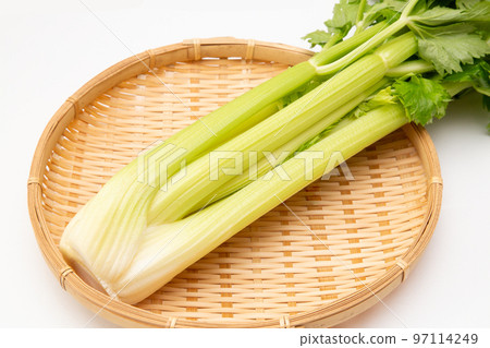 celery  97114249
