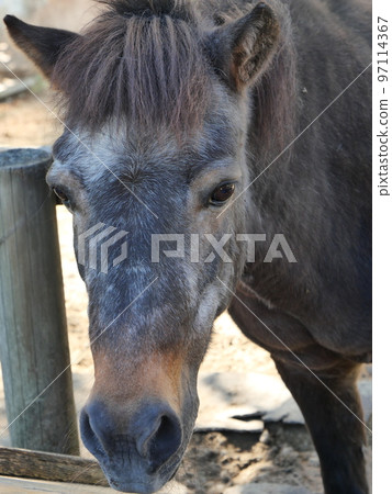 Horses of Aichi Ranch Horses of Aichi Ranch 97114367