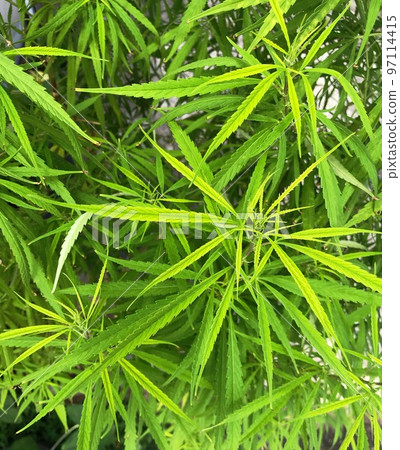 家庭花園中大量盆栽大麻葉的鳥瞰圖,已經長得很大 家庭花園中大量盆栽大麻葉的鳥瞰圖,已經長得很大 97114415