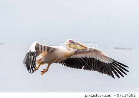 Low flying pelican Low flying pelican 97114592