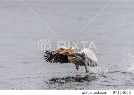 Low flying pelican Low flying pelican 97114600