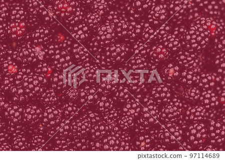 viva magenta. Color of the year 2023. Pantone. Background from fresh Blackberries, close up. Lot of ripe shiny wet juicy wild fruit raw berries lying on the table. Top view, Flat layBramble berry. 97114689