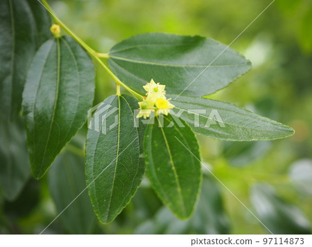 Natsume jujube 97114873