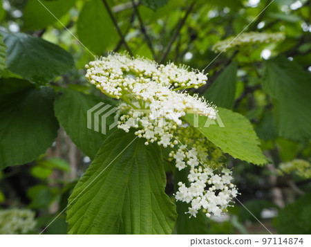 viburnum viburnum 97114874