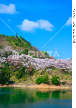 [Osaka Prefecture] Walking along the row of cherry blossom trees at Eiraku Dam where the cherry blossoms are in full bloom under the blue sky in April 97115113