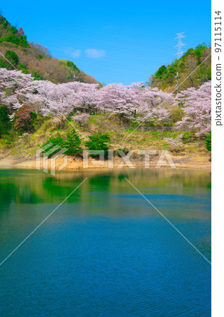 [Osaka Prefecture] Walking along the row of cherry blossom trees at Eiraku Dam where the cherry blossoms are in full bloom under the blue sky in April 97115114
