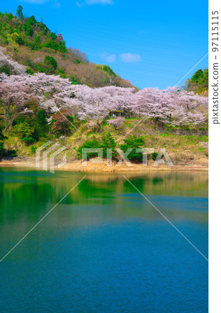 [大阪府]漫步在永樂水壩的櫻花樹上，四月的藍天下櫻花盛開 97115115