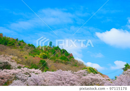 [Osaka Prefecture] Walking along the row of cherry blossom trees at Eiraku Dam where the cherry blossoms are in full bloom under the blue sky in April 97115178