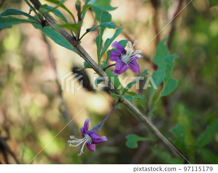 Lycium chinense Lycium chinense 97115179