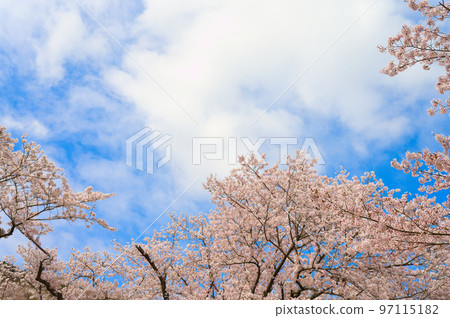 [Osaka Prefecture] Walking along the row of cherry blossom trees at Eiraku Dam where the cherry blossoms are in full bloom under the blue sky in April 97115182