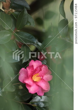 Blooming in the cold winter sky 97115464