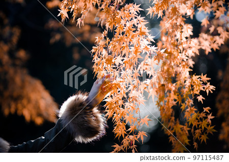 Woman's hand touching maple Woman's hand touching maple 97115487