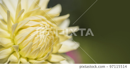 Yellow dahlia red purple pink dahlia tenjiku button Yellow dahlia red purple pink dahlia tenjiku button 97115514