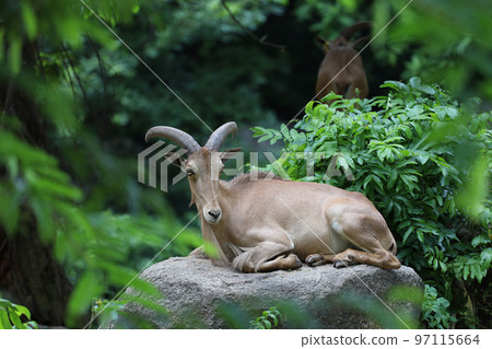 The barbary sheep is mammal and hill animal The barbary sheep is mammal and hill animal 97115664