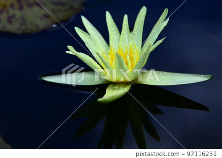 漂浮在水中的荷花花 97116231