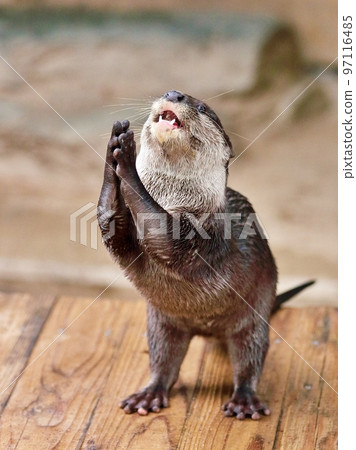 Small-clawed otter begging with hands together Small-clawed otter begging with hands together 97116485