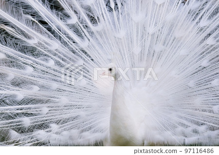 張開翅膀的白孔雀 97116486