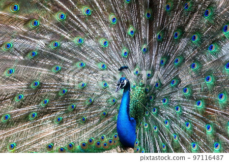 Indian peacock spreading wings Indian peacock spreading wings 97116487