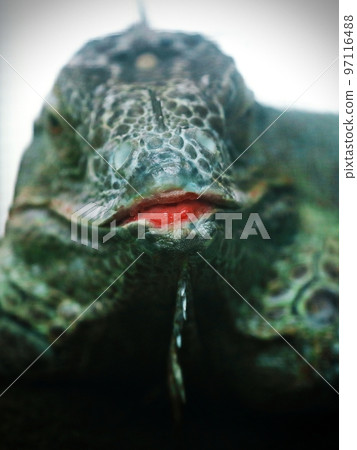 綠鬣蜥的嘴唇 97116488