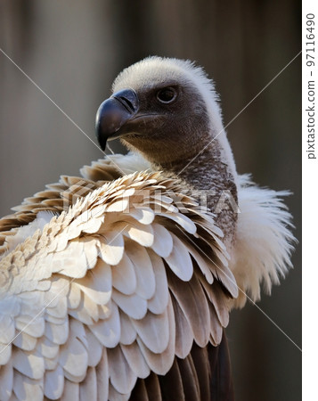 白背禿鷲肖像 白背禿鷲肖像 97116490