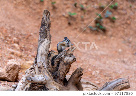 Cute Chipmunk cleaing itself on a stick in Bryce Canyon, USA Cute Chipmunk cleaing itself on a stick in Bryce Canyon, USA 97117880