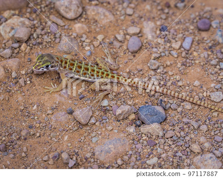 Close up picture of a cute little lizard in the US Sun 97117887