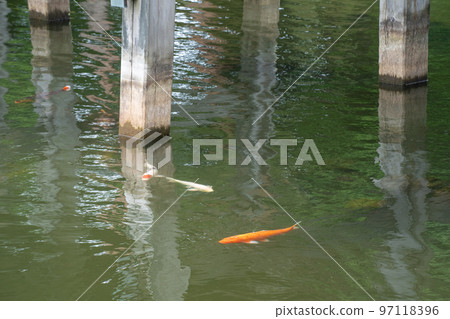 Nishikigoi 在高田城的極樂橋碼頭優雅地游泳 97118396