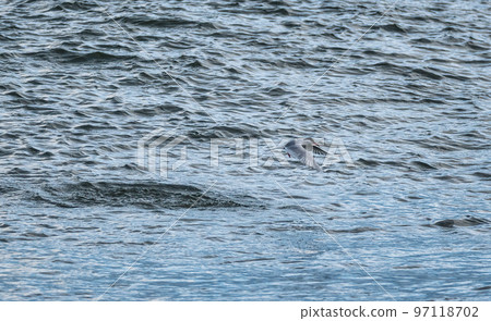 Arctic Tern bird or Kria bird flying over sea surface and catching fish from the sea Arctic Tern bird or Kria bird flying over sea surface and catching fish from the sea 97118702